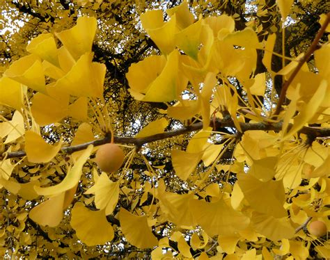 Ginkgo biloba ‘Autumn Gold’ | Plants Direct – Victoria, BC