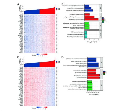 Top 50 Genes Positively And Negatively Correlated With Tspan4 Download Scientific Diagram