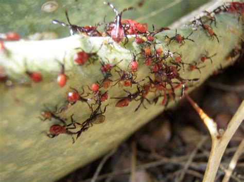 Cactus Bugs By Wizzie Brown Urban Programs Travis County