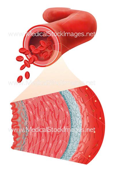 Structure of an Artery Wall – Medical Stock Images Company