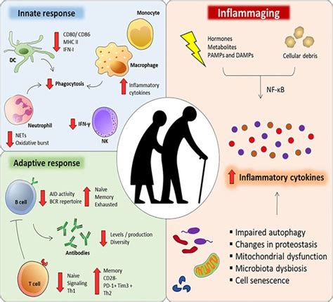 NAD And The Hallmarks Of Aging Series Part 9 Altered Intercellular