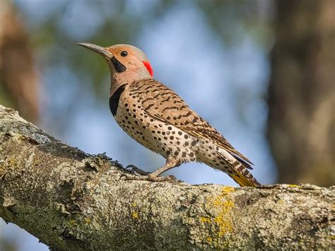 Types of Woodpeckers in New York (Complete Guide) | Birdfact