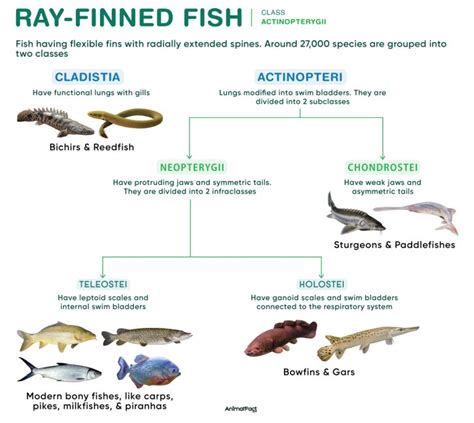 ray finned fish examples characteristics evolution picture