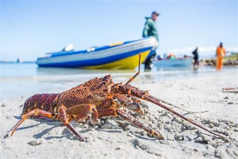 a lobster is laying on the beach next to a boat