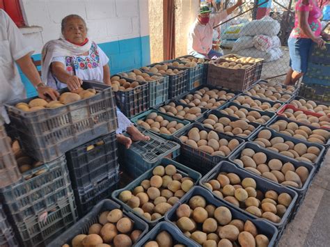 Yucatán primer lugar en producción de mamey Punto Medio