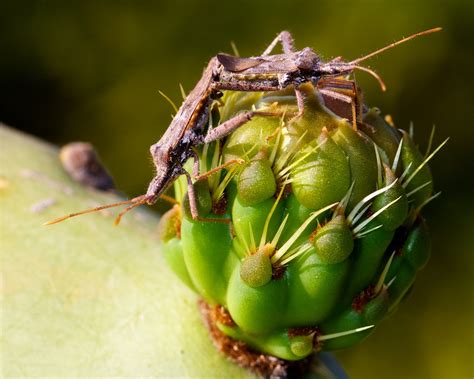 Bugs Mating On Cactus Bill Bumgarner Flickr