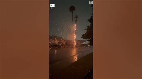 Palm Tree Catches Fire After Lightning Strike Youtube