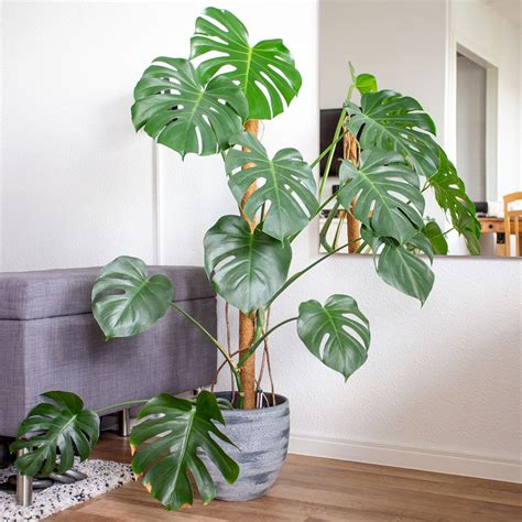 Come Curare La Monstera Deliciosa Una Freschezza Tropicale In Casa