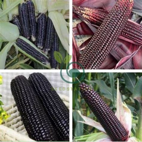 Giant Black Corn Glutinous Maize Hybrid High Yield Seeds