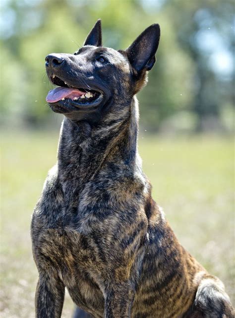 Belgian Malinois Black For Sale