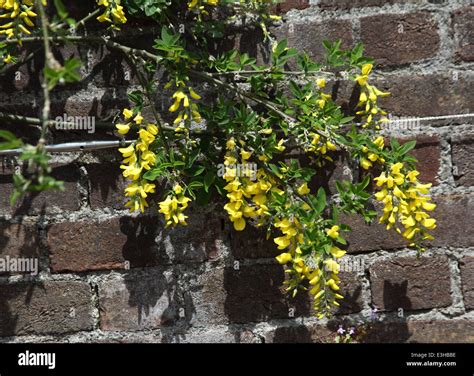 Cytisus battandieri close up of flowers Stock Photo - Alamy