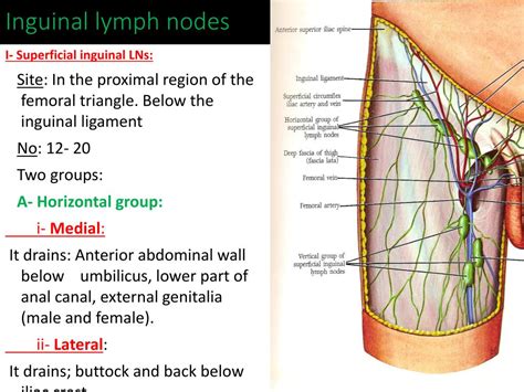 Superficial Inguinal Lymph Nodes Drain Into - Best Drain Photos ...