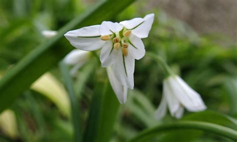 26/366 Three-cornered leek | earthstar