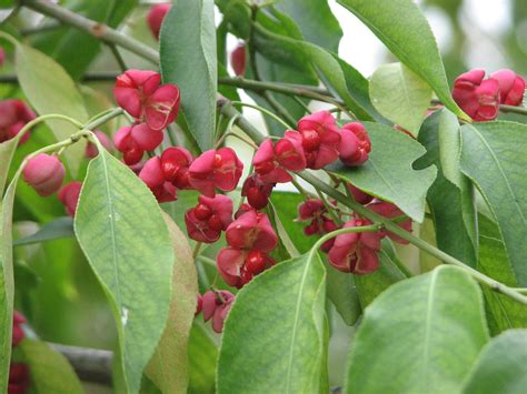 Euonymus europaeus seed | seedk.com Plant seeds,Alive roots,Medicinal