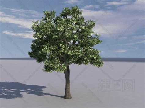 【现代树3d模型】建e网现代树3d模型下载 Id108418962 打造3d现代树模型免费下载平台