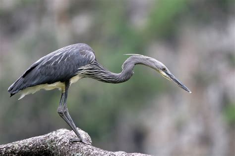 52 White Bellied Heron Ardea Insignis The Foothills Of The Eastern