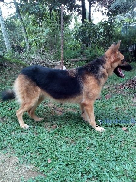 Lion Shepherd Puppy In Sri Lanka Siyalumalk