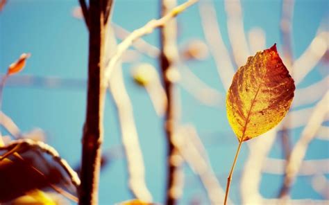 Macro Leaf Nature Wallpapers Hd Desktop And Mobile Backgrounds