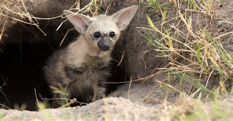 Aardwolf - A-Z Animals