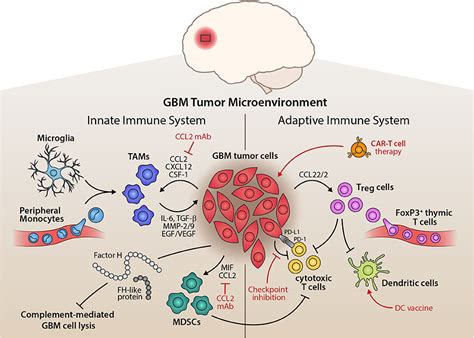 Frontiers Molecular Heterogeneity And Immunosuppressive