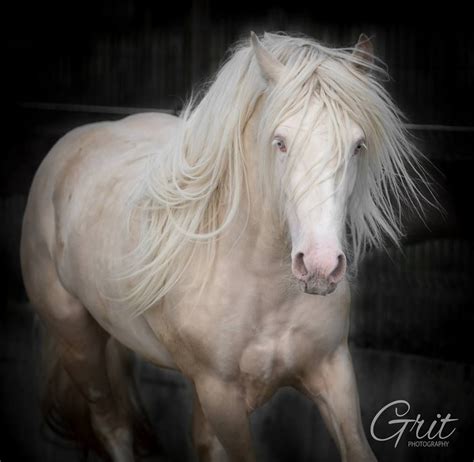 Irish Cob Stallion Beautiful Horses Pretty Horses Beautiful Horse