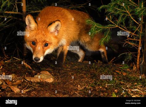 Red fox (Vulpes vulpes) hunting at night Stock Photo - Alamy