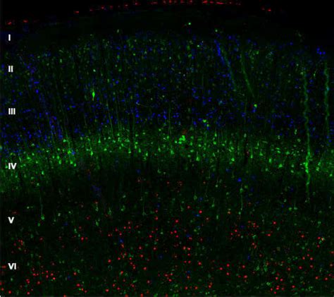 Cortical Layer Markers from Atlas Antibodies