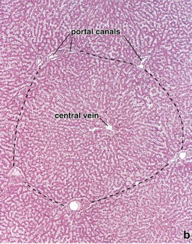 Sgu Dm Gi Glands Histology Flashcards Quizlet