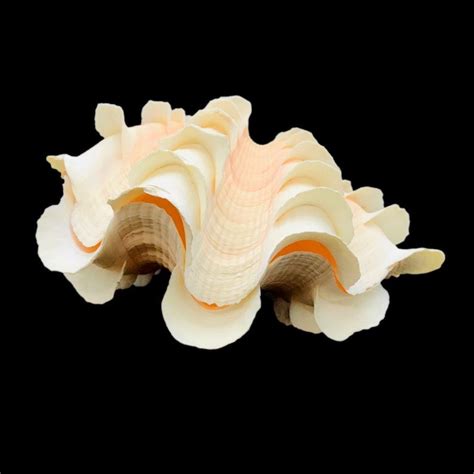 Giant Clam Shell Shell Display Coral Sands South China Sea The