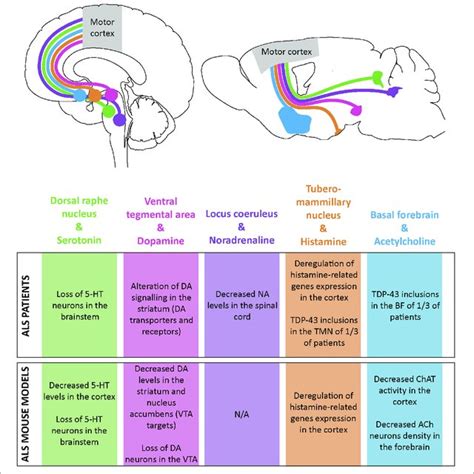 Schematic Representation Of The Monoaminergic And Cholinergic Systems