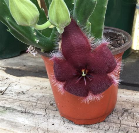 Giant Toad Plant Stapelia Grandiflora Rare Plant Seeds Whimsy And