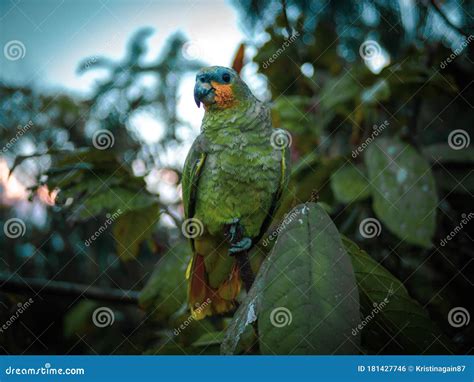 Adorable Macaw Parrot Found In The Jungle Stock Photo Image Of Macaw