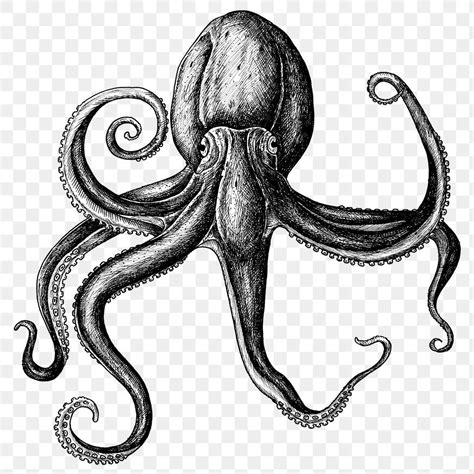 Download premium png of Black and white octopus png transparent by Noon ...