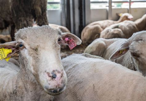 Aktion Zum Internationalen Tag Gegen Tiertransporte Vier Pfoten