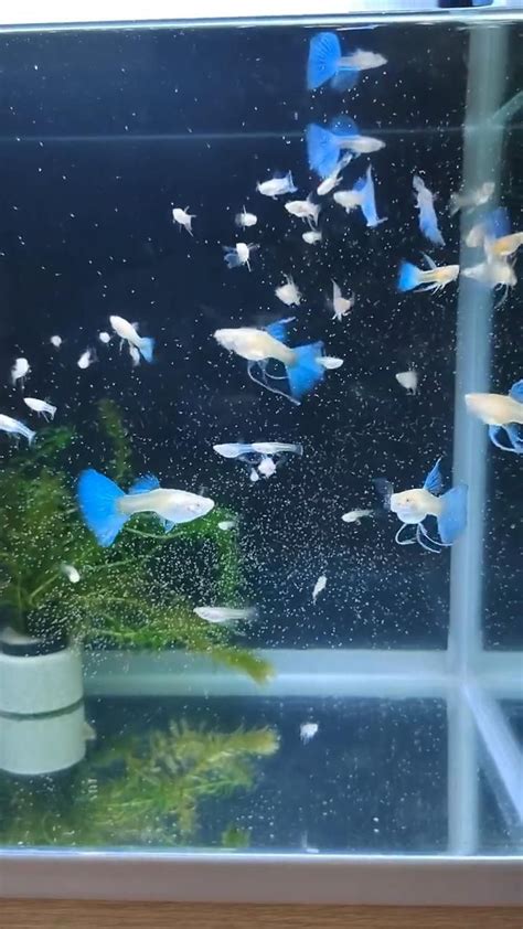 Lots of Baby Guppies💙🤍 | Fish aquarium decorations, Fish tank terrarium ...