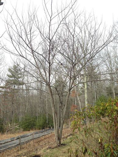 Eastern Redbud Tree In Winter