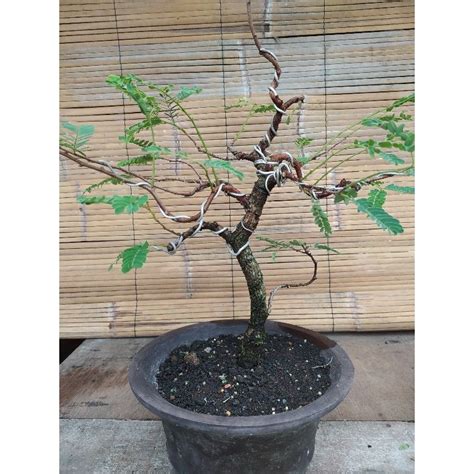 Jual Bonsai Pohon Asam Jawa Shopee Indonesia