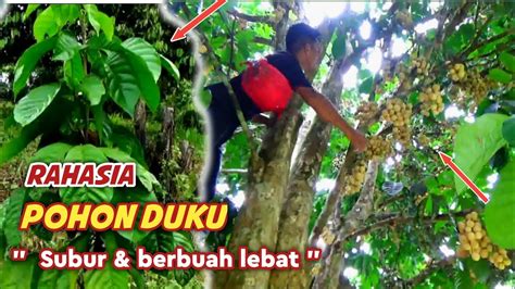 Tips Menanam Buah Duku Agar Subur Dan Berbuah Lebat YouTube