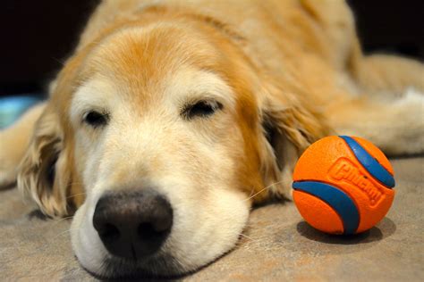 Clover And Her Ball Photo Taken With A Nikon 28mm Series E Richard