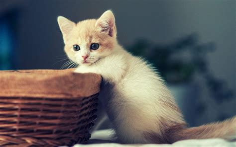 Cute Kittens HD Wallpapers - Wallpaper Cave