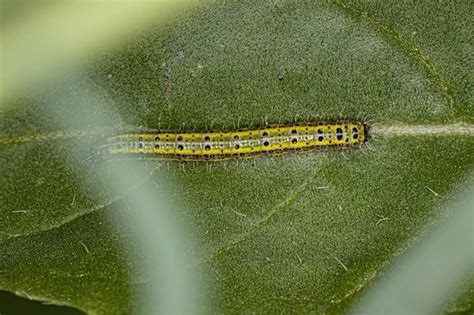 Oruga De La Gran Mariposa Blanca Del Sur Foto Premium