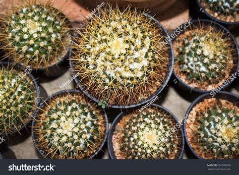 Mammillaria Nivosa Cactus Succulent Garden Stock Photo 661102636