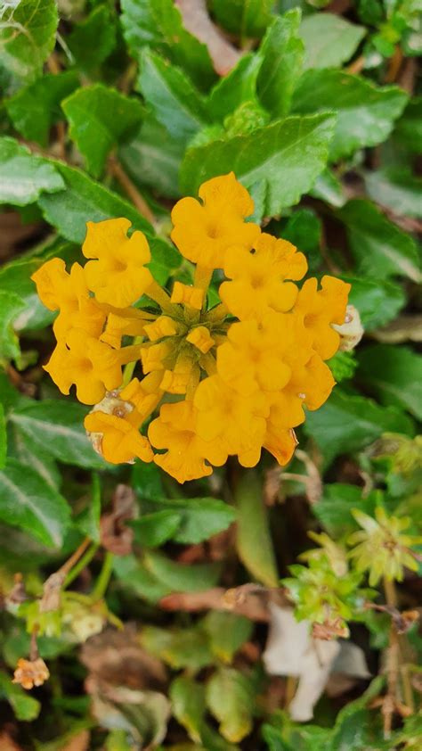 Liliana Escoda Flores Y Plantas