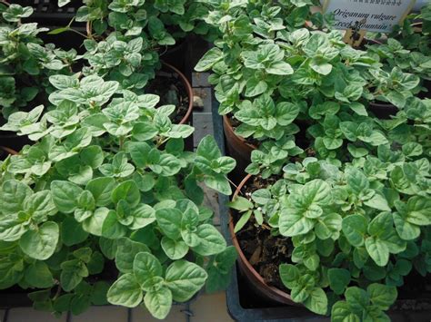 Oregano Richard Lyons Nursery Inc