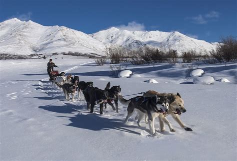 Dog Sledding Facts That are Great And Fun To Know