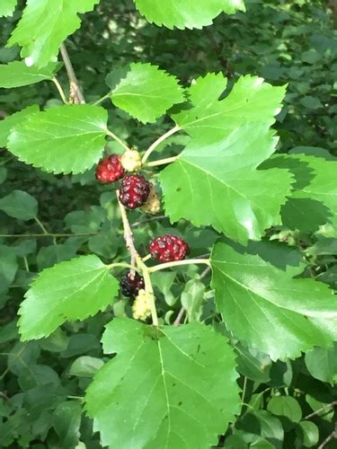 mulberry tree identification georgia - Gema Lash