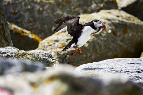 The Comeback Kid: The Atlantic Puffins of Maine — Animalia Podcast