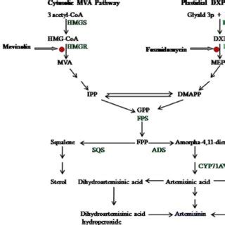 Proposed Artemisinin Biosynthesis Pathway Adapted From Abdin Et Al