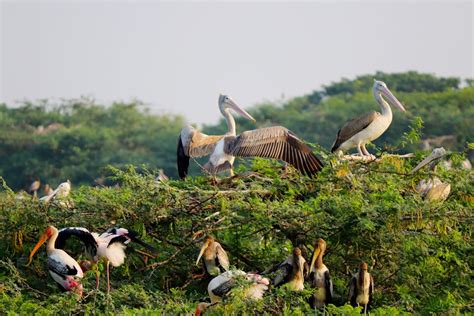 20,000+ Best Bird Sanctuary Photos · 100% Free Download · Pexels Stock Photos