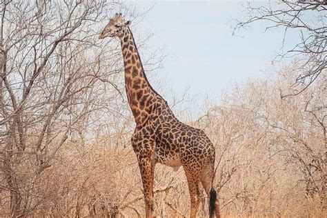 4 Tage 3 Nächte Safari nach Mikumi Ruaha National Park und Maasai